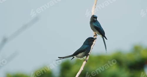 Preview: Two fork-tailed drongo-cuckoo birds (Surniculus dicruroides) perched on branch in morning sunlight.
