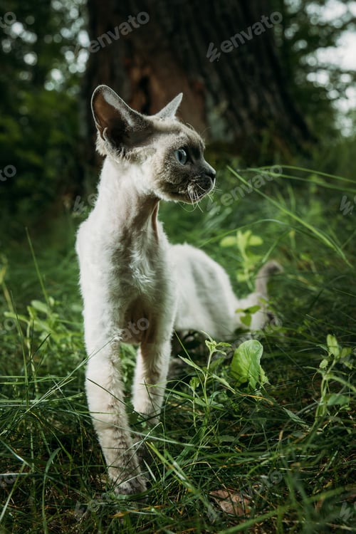 Preview: Gray-White Devon Rex Smiling in Grass - Playful Cat Expression Outdoor Nature Photography