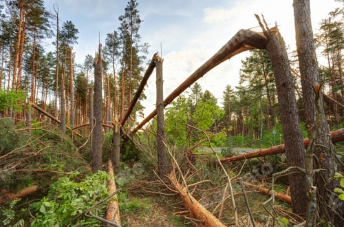 Preview: Windfall in forest. Storm damage. Fallen trees coniferous after strong hurricane wind