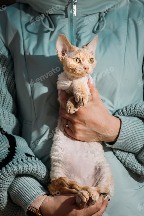 Preview: Red Devon Rex Cat Portrait with Striking Yellow Eyes Indoor Studio Lighting