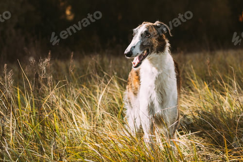 Preview: Russian Dog, Borzoi Resting On Grass In Rays Of Setting Sun. Hunting Sighthound Summer Sunset Su...
