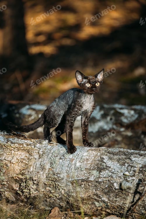 Preview: Cute Funny Curious Playful Gray Black Devon Rex Cat sitting on fallen tree trunk in forest, gard...