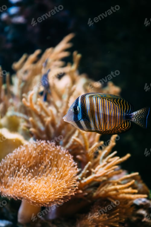 Preview: Colorful sea fish in aquarium. The royal angelfish Pygoplites diacanthus, regal is a species of...