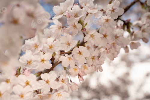 Preview: Closeup Pale Pink Cherry Blossoms on Branch Golden Stamens Buds Dreamy Bokeh Sky Romantic Mood