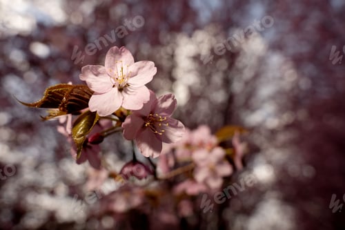 Preview: Spring macro pale pink cherry blossoms delicate petals golden stamens glowing in warm mauve bokeh