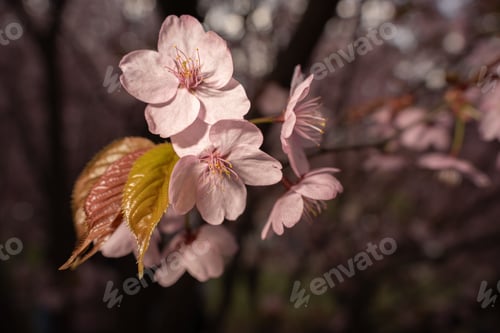 Preview: Closeup pale pink cherry blossoms in warm spring light with yellow stamens bronze leaves soft bokeh
