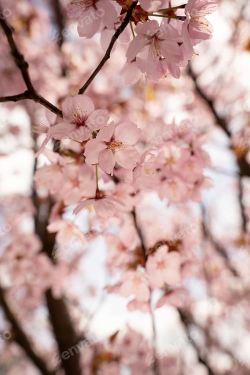 Preview: Delicate Pink Cherry Blossoms on Slender Dark Branches in a Sunlit Spring Garden Dreamy Romantic
