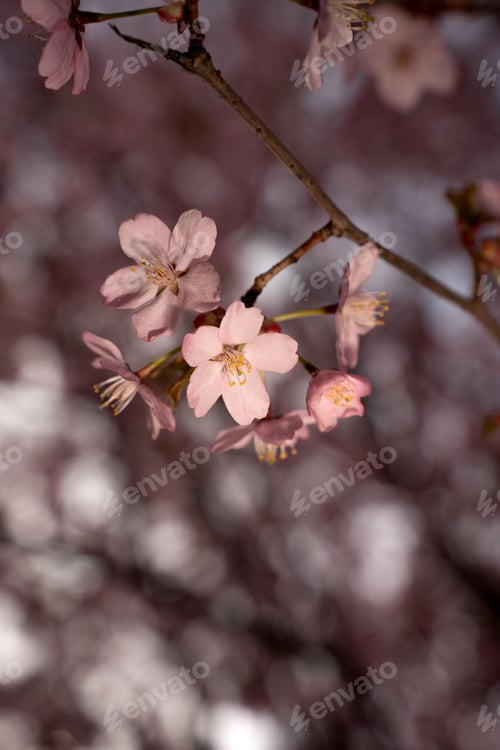 Preview: Close up Pale Pink Cherry Blossom on Slender Branch Dreamy Bokeh Golden Stamens Serene Romantic Mood