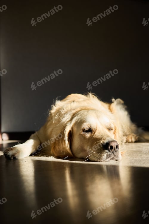 Preview: Golden retriever relaxing quietly in a sunlit room during afternoon hours