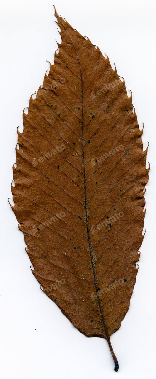Preview: Dried Brown Chestnut Leaf Isolated On White Background