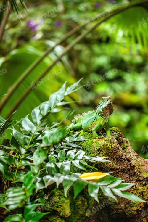 Preview: Chinese Water Dragon Sitting On A Mossy Rock In Tropical Jungle