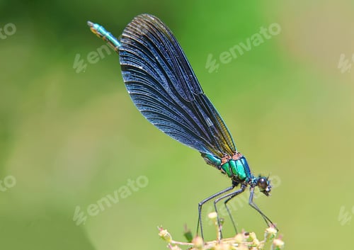 Preview: Blue damselfly close up
