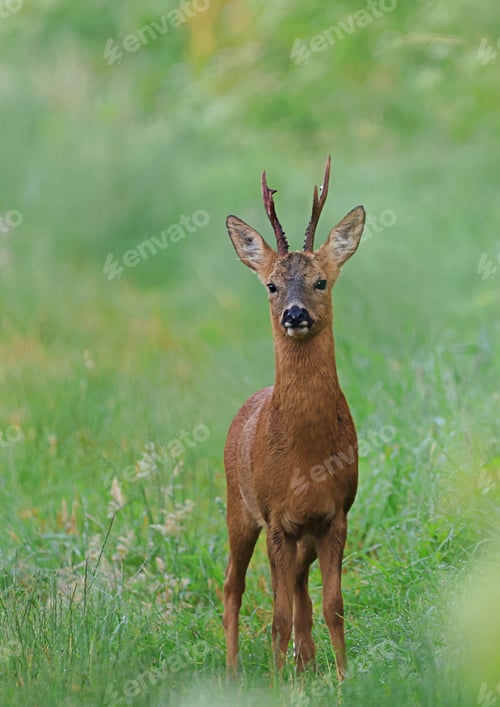 Preview: Wild male roe deer
