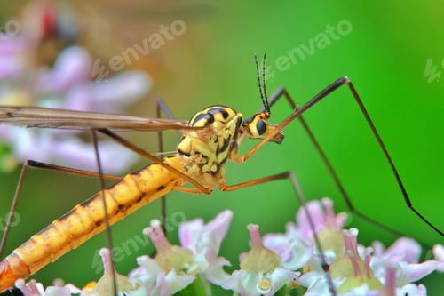 Preview: Spotted crane fly