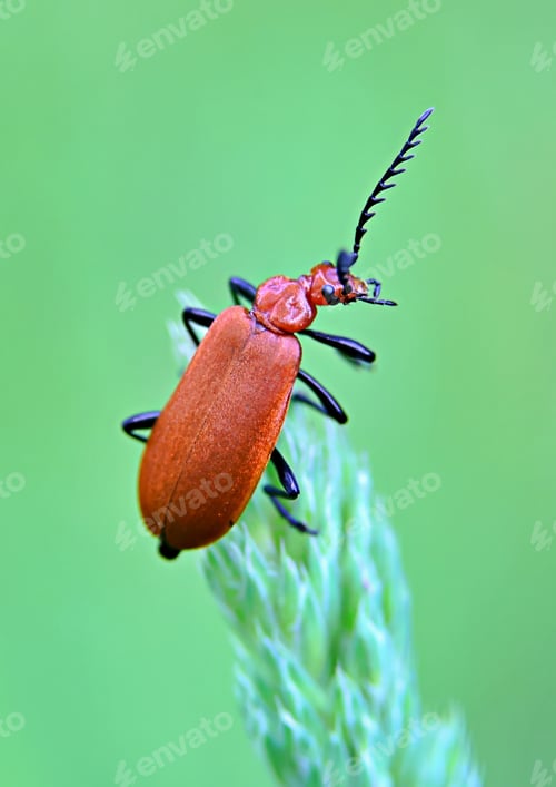 Preview: Red headed cardinal beetle
