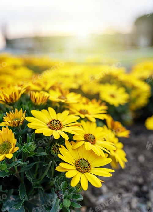 Preview: Yellow daisy flowers blooming under warm spring sunshine