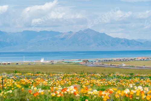 Preview: Beautiful blooming poppy flower fields at sayram lake in Xinjiang, China