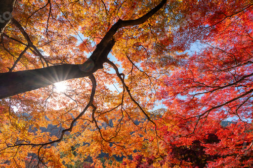 Preview: Spectacular sunburst through vibrant orange and red maple leaves during autumn season at Arashiyama