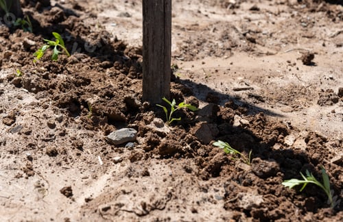 Preview: Tomato Seedlings with Manually Placed Bamboo Support Stake in Fertile Himachal Pradesh Farm Soil.