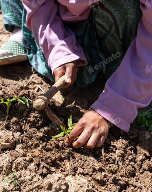 Preview: Young Woman Using a Small Digging Hoe to Plant Tomato Seedlings in a Himachal Pradesh Mountain Farm.