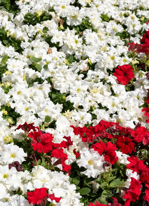 Preview: Vibrant Bed of Colorful Petunias and Marigolds in Bloom at Flag Plaza, Doha City, Qatar.