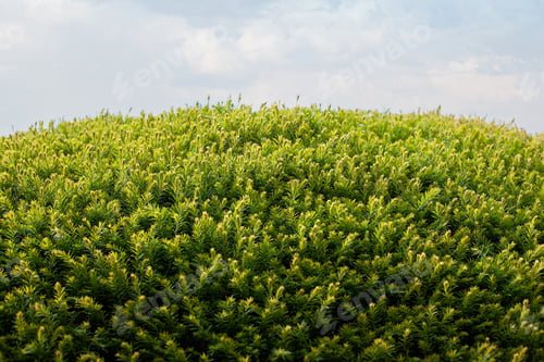 Preview: Textured background of clouds and vegetation