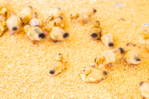 Preview: Ducklings in Straw Brooder for Warm Farm Animal Care
