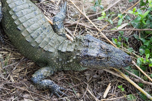 Preview: Crocodile Resting on Grass With Leaf Litter