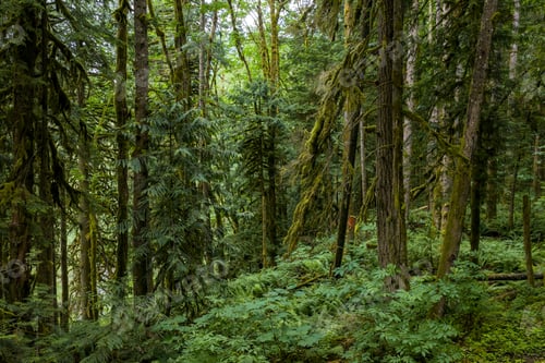 Preview: Mossy Temperate Rainforest With Dense Evergreen Trees And Lush Understory In British Columbia, Canad