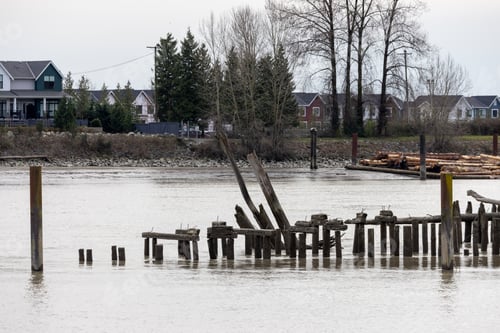 Preview: Old Wooden Pilings and Decaying Pier Remnants on the Fraser River Waterfront in New Westminster Vanc
