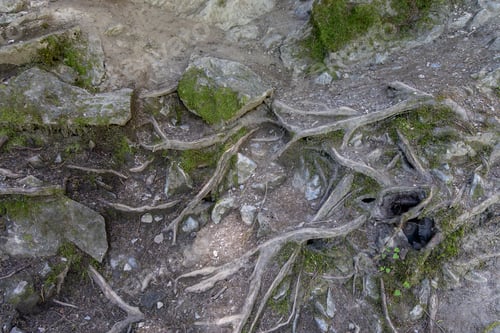 Preview: Exposed Tree Roots and Mossy Rocks on a Rocky Forest Slope Near The Chipmunk Caves, British Columbia