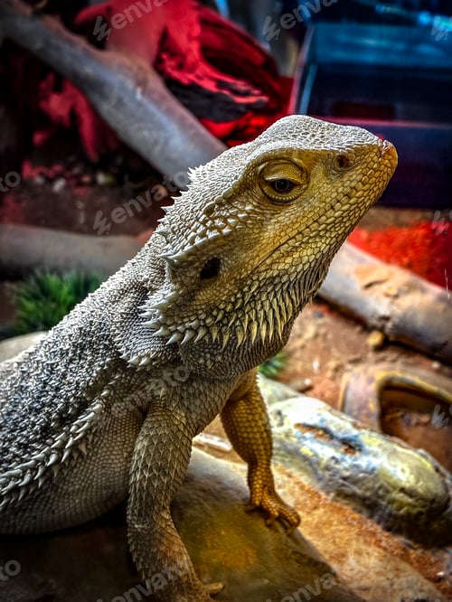Preview: Lizard on a branch