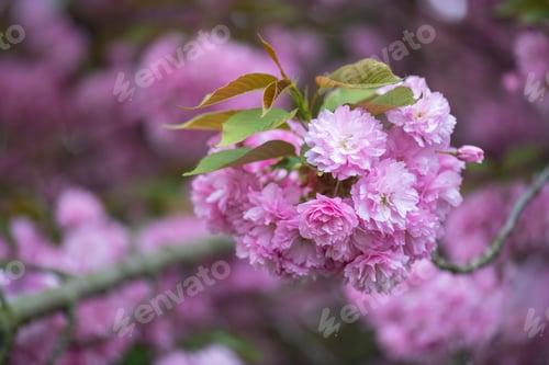 Preview: Blooming Pink Cherry Blossom Branch in Spring Garden