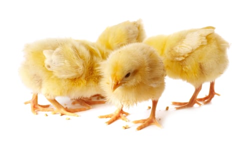 Preview: Cute yellow chicks on white background. Baby animals