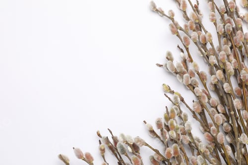 Preview: Pussy willow branches with catkins on white background, top view. Space for text