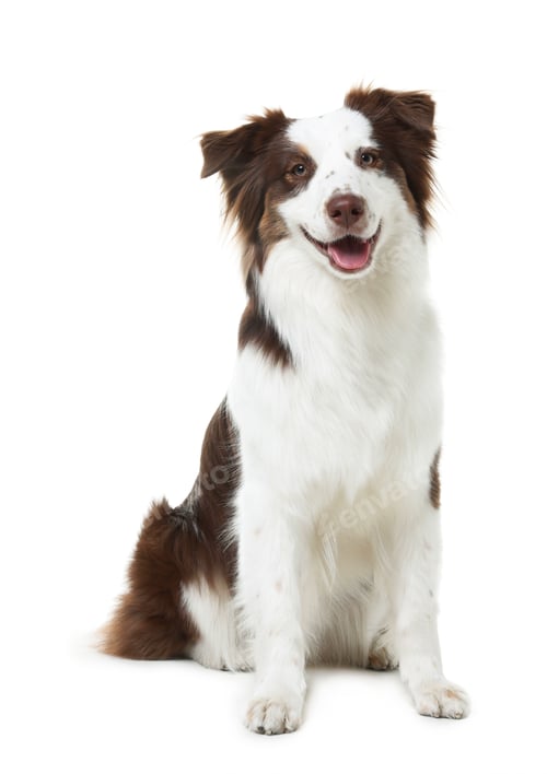 Preview: Cute Border Collie dog on white background