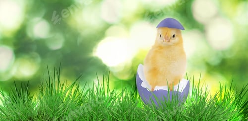 Preview: Cute Easter chick in eggshell among green grass outdoors