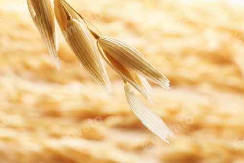Preview: Ear of oat on blurred background, closeup