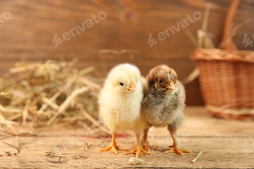 Preview: Cute chicks on wooden table. Baby animals