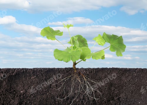 Preview: Young plant with visible root system in soil, closeup