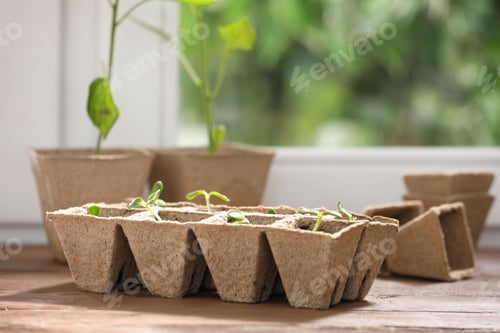 Preview: Seedlings in peat pots near window, closeup. Space for text