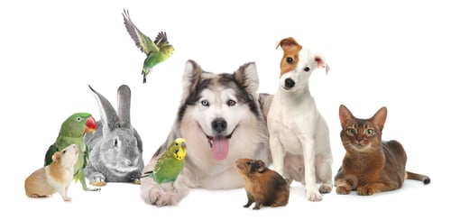 Preview: Group of cute pets on white background. Parrots, dogs, cat, bunny and guinea pigs