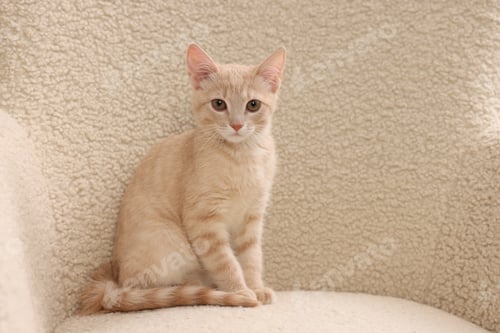 Preview: Adorable ginger cat in armchair indoors, space for text