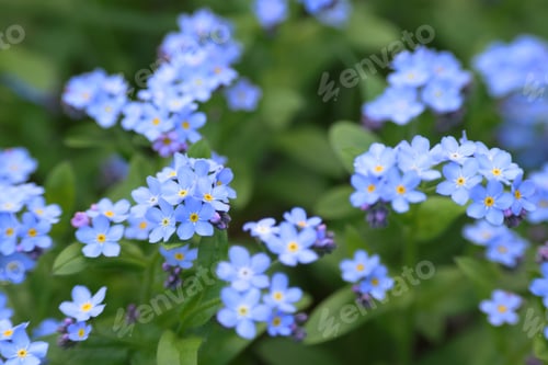 Preview: Beautiful forget-me-not flowers growing outdoors. Spring season
