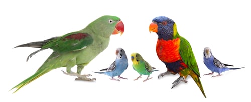 Preview: Different parrots on white background. Feathered pet