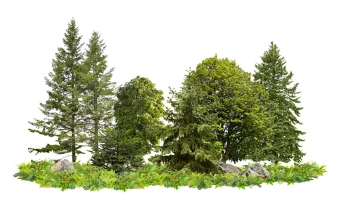 Preview: Different green trees and vibrant plants on white background