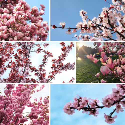 Preview: Blossoming spring trees. Collage of branches with flowers