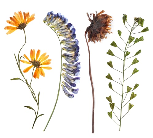 Preview: Dried and pressed flowers isolated on white, set