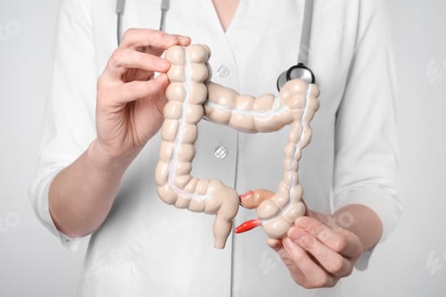 Preview: Doctor with model of large intestine on light grey background, closeup