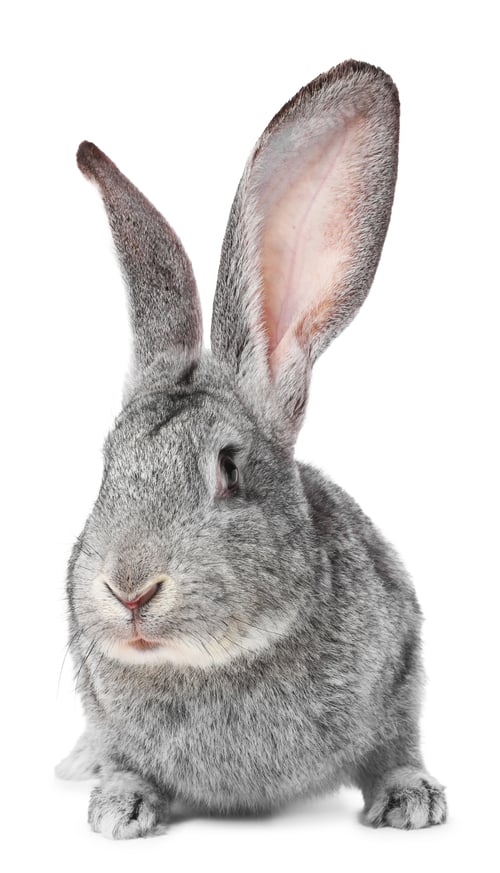 Preview: Cute fluffy Easter bunny isolated on white